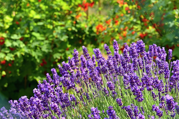 Beautiful natural background in a garden with a blooming lavender flower.