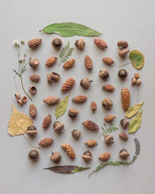 Free photo beautiful natural collection of different types of pinecones and acorns with a leafy frame