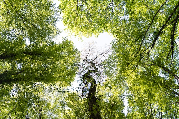 Beautiful natural green forest