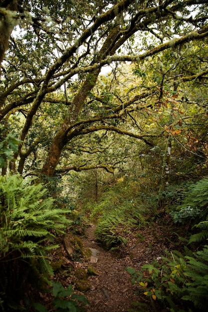 Free Photo beautiful natural landscape of forest