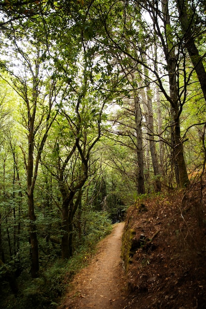 Beautiful natural landscape of forest