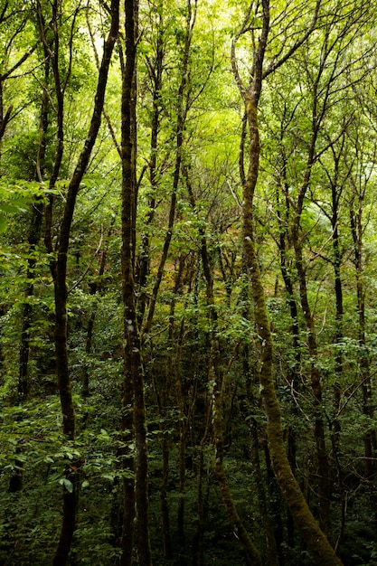 Beautiful natural landscape of forest