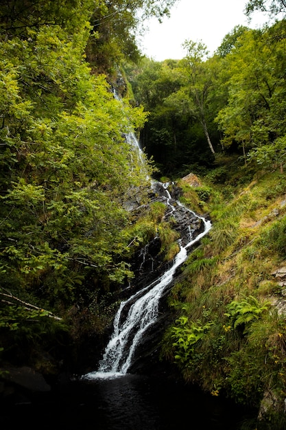 Beautiful natural landscape of forest