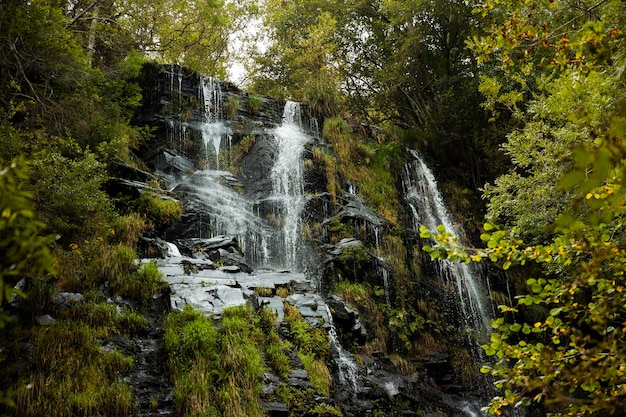 Beautiful natural landscape of forest