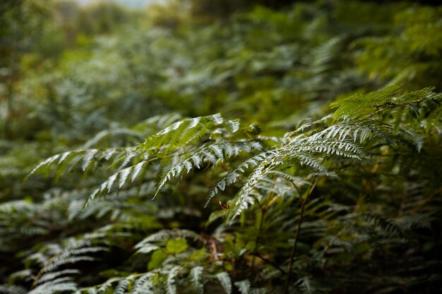 Beautiful natural landscape of forest