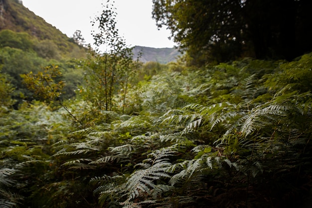 Free Photo beautiful natural landscape of forest