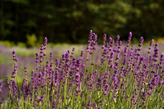 Beautiful natural lavender field