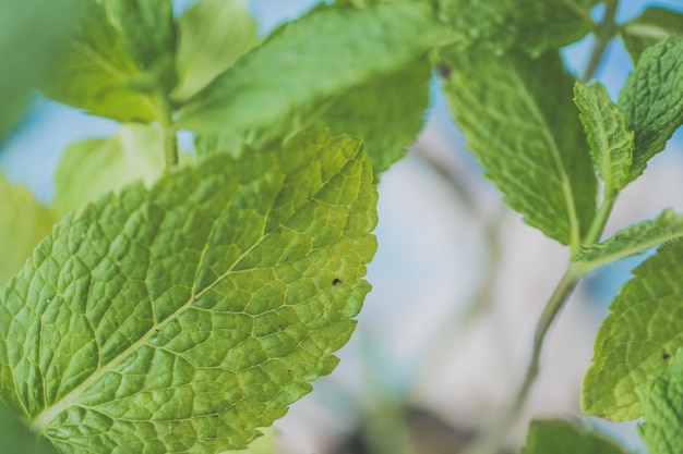 Beautiful natural leafy plant