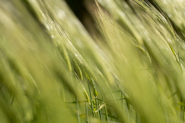 Beautiful nature with tall grass