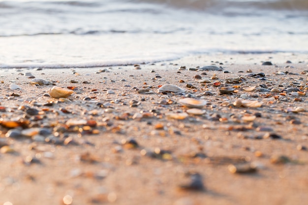 Free photo beautiful ocean landscape and shells