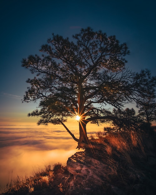 Beautiful old tree grown on the edge of a rock with amazing clouds on the side and the sunlight