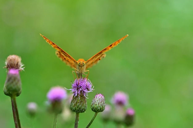 Free Photo beautiful orange butterfly on thistle natural colorful background argynnis paphia argynnis paphia