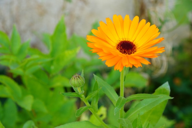 Beautiful orange flower with green leaves