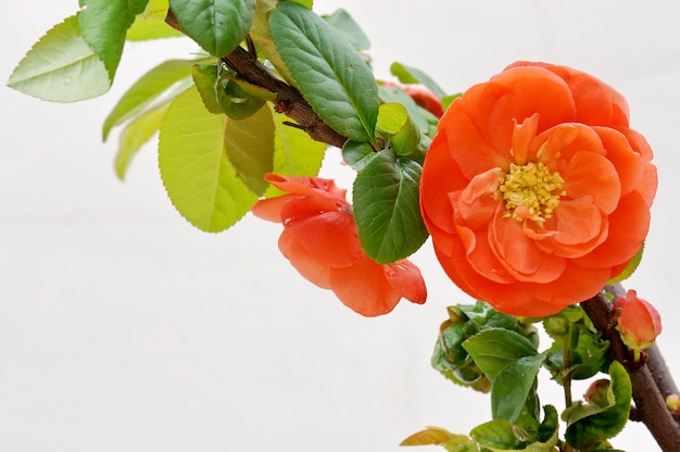 Free Photo beautiful orange flower