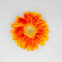 Free photo beautiful orange flower