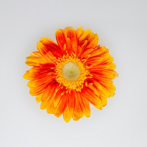 Beautiful orange flower