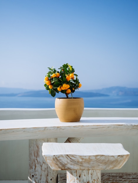 Free Photo beautiful orange plant in a pot on a white stone balcony in a greek island