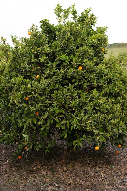 Free photo beautiful orange tree with ripe fruits