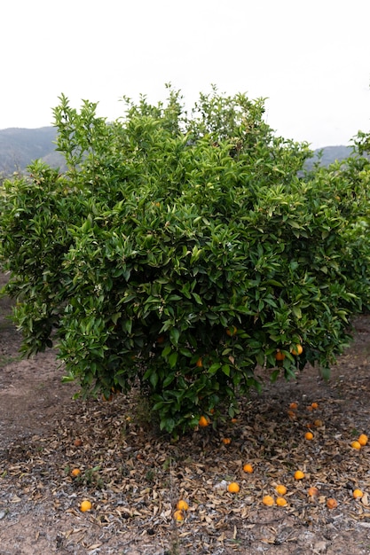 Beautiful orange tree with ripe fruits