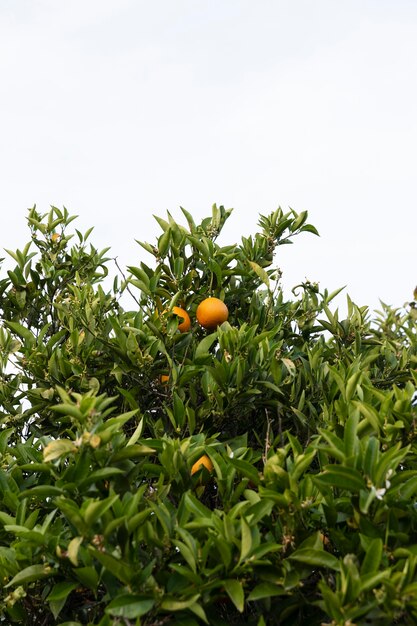 Beautiful orange tree with ripe fruits