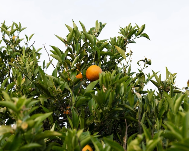 Beautiful orange tree with ripe fruits