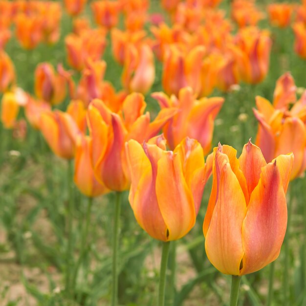 Beautiful orange tulips.