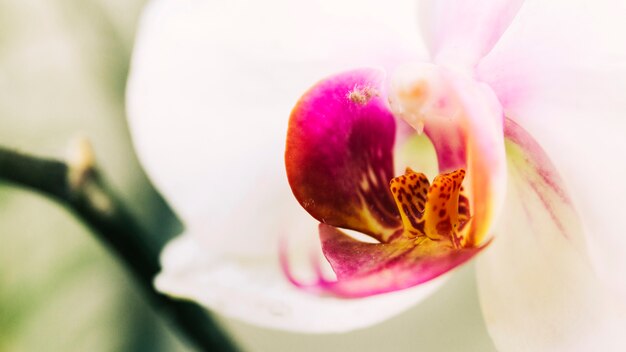 Beautiful orchid flower blooming outdoors