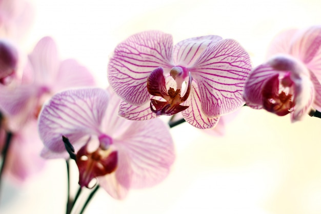 Beautiful orchid