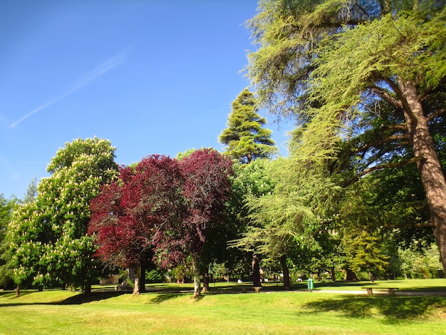 Free photo beautiful ordinary sunny day at a park full of  trees