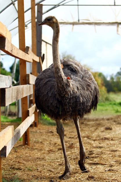 Beautiful ostrich