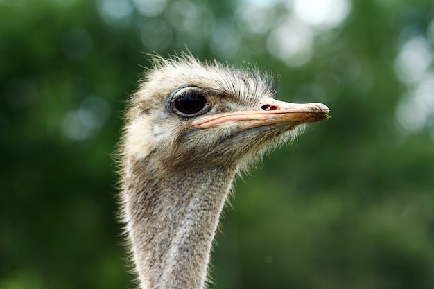 Free Photo beautiful ostrich