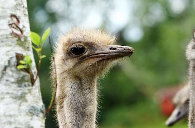 Free photo beautiful ostrich