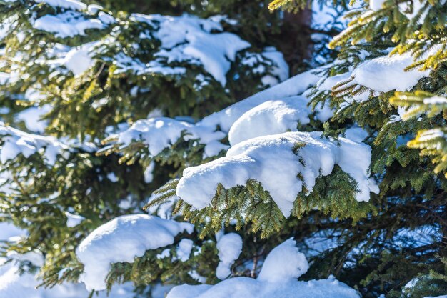 Beautiful outdoor nature landscape with christmas tree