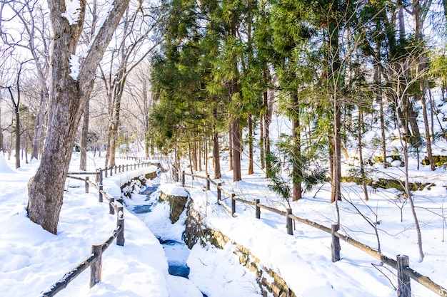 Beautiful outdoor nature landscape with tree in snow winter season at Hokkaido