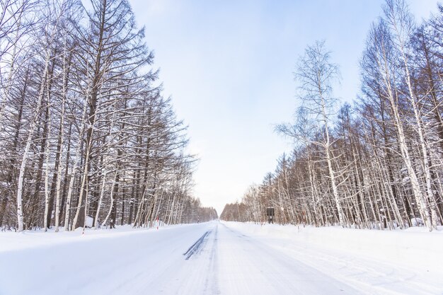 Beautiful outdoor nature landscape with tree in snow winter season at Hokkaido