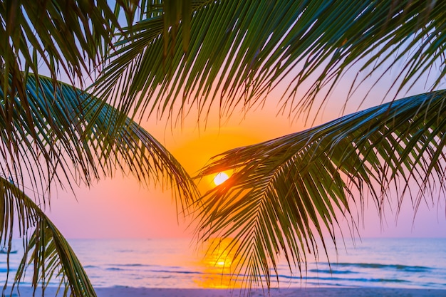 Free Photo beautiful outdoor nature with coconut leaf with sunrise or sunset time