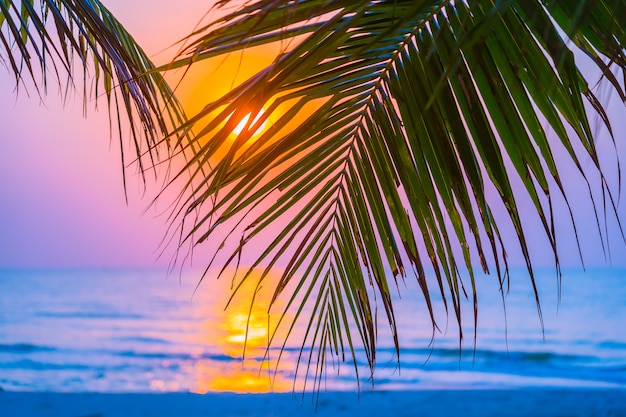 Beautiful outdoor nature with coconut leaf with sunrise or sunset time