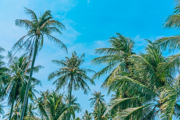 Free photo beautiful outdoor nature with coconut palm tree and leaf on blue sky