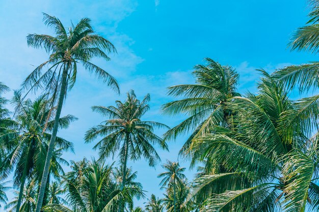 Beautiful outdoor nature with coconut palm tree and leaf on blue sky