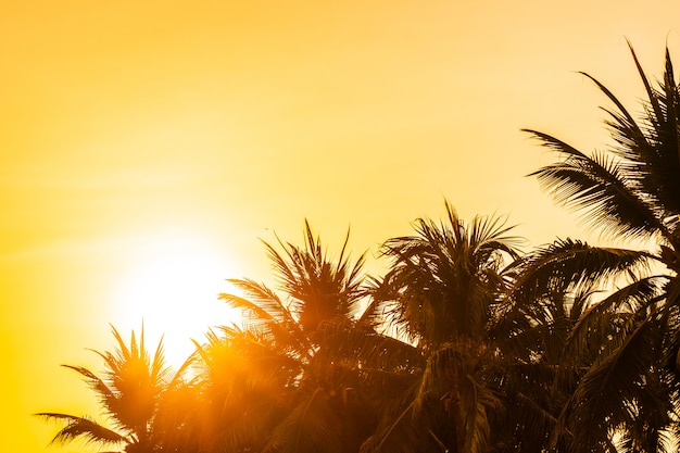 Beautiful outdoor nature with sky and sunset or sunrise around coconut palm tree