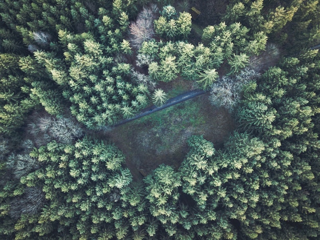 Free Photo beautiful overhead aerial shot of a thick forest