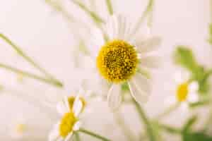 Free photo beautiful oxeye daisy flower blooming in spring