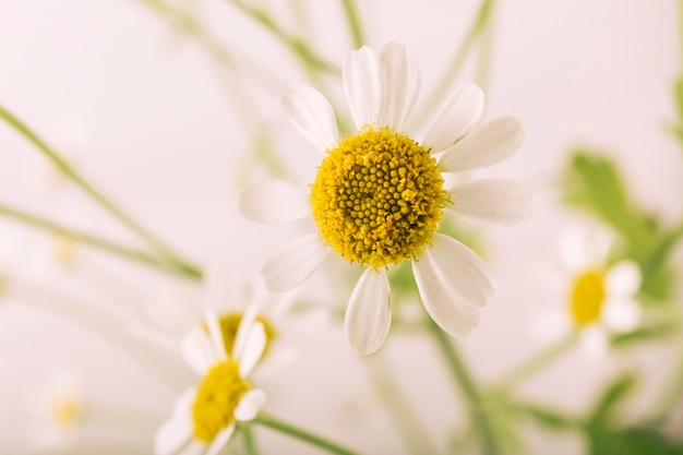 Free Photo beautiful oxeye daisy flower blooming in spring