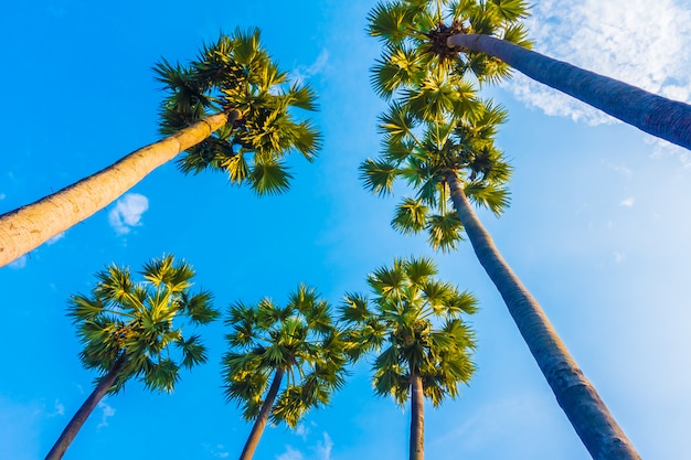 Free photo beautiful palm tree on blue sky