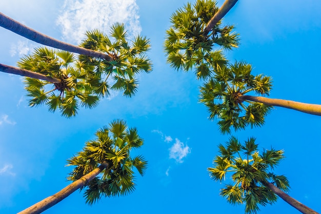 Free photo beautiful palm tree on blue sky