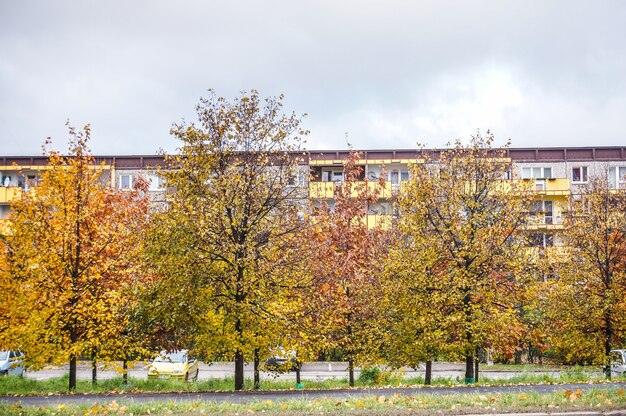 Beautiful park with colorful autumn  trees and dried leaves under a cloudy sky