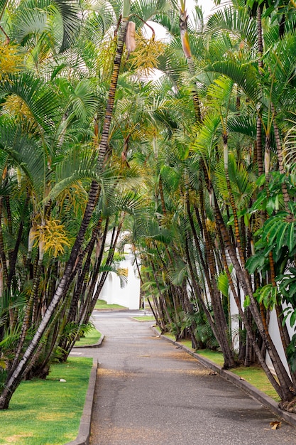 Free Photo beautiful path with coconuts trees