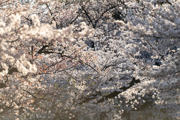 Beautiful peach tree blossom in tokyo in daylight