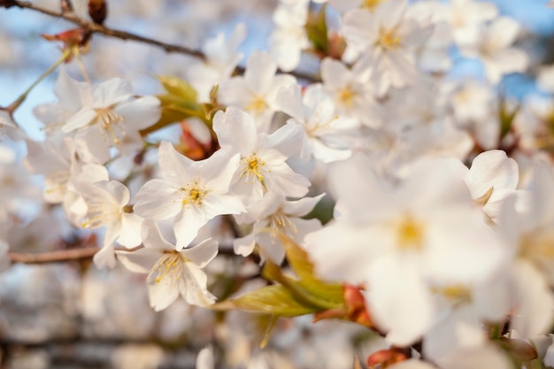 Beautiful peach tree blossom