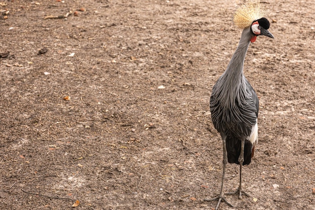 A beautiful peacock with a hidden tail stands on the ground